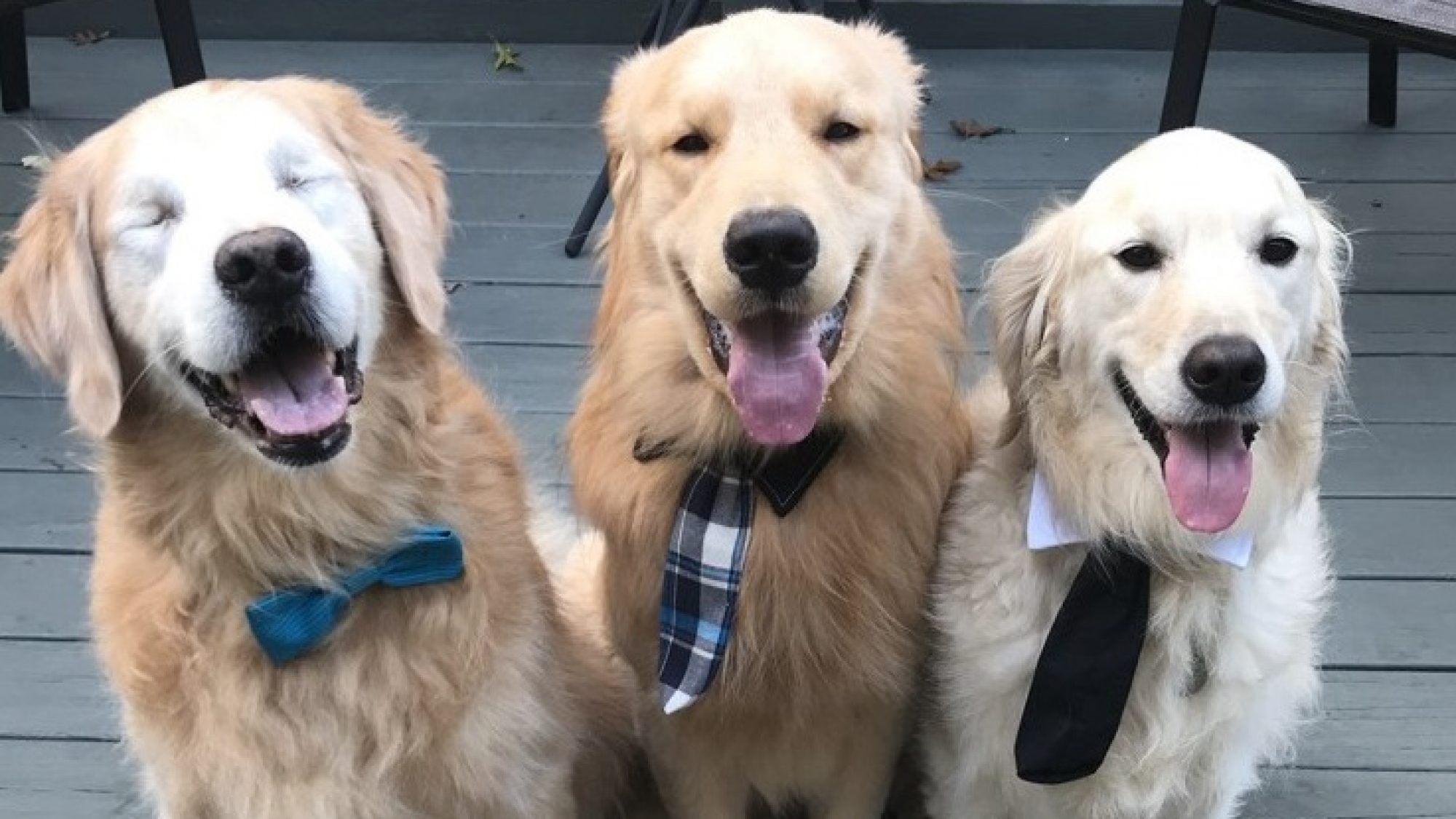 three groomed dogs